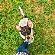 Tova joined the competition — help win amazing prizes! dog, grass, paw, footwear, shoe, person, jeans, outdoor, pet, animal, cute, ears, black_and_white, brown, greenery, nature, looking_up, playing, companion, casual