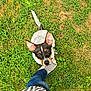 dog, grass, paw, footwear, shoe, person, jeans, outdoor, pet, animal, cute, ears, black_and_white, brown, greenery, nature, looking_up, playing, companion, casual