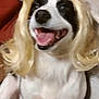 dog, wig, blonde_hair, smiling, indoor, pet, happy, animal, fur, black_and_white, tongue_out, costume, cute, portrait, seated, domestic_animal, canine, funny, hair, playful