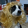 dog, indoor, wig, blonde_hair, pet, animal, sitting, floor, black_and_white, fur, portrait, cute, costume, funny, household_items, tools, tile_floor, looking_away, domestic, companion