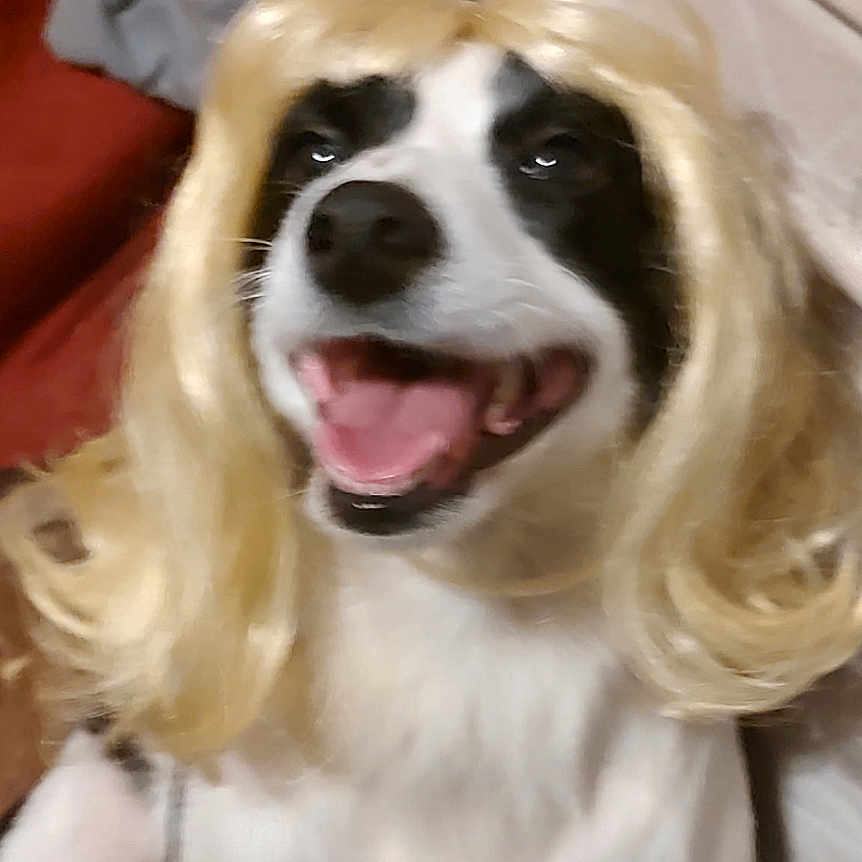 Buttons joined the competition — help win amazing prizes! animal, black_and_white, blanket, blonde_hair, canine, close_up, costume, couch, cute, dog, domestic_animal, fur, furniture, happy, indoor, pet, playful, portrait, smiling, wig