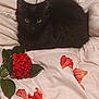 Smokey joined the competition — help win amazing prizes! black_cat, cat, pet, animal, flower_petals, red_flowers, blanket, white_blanket, cozy, indoor, furry, cute, resting, curious, soft_texture, domestic_animal, relaxing, closeup, sleepy, fur