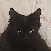 Smokey joined the competition — help win amazing prizes! cat, black_cat, pet, animal, furry, yellow_eyes, indoor, quilt, cozy, fur, whiskers, ears, cute, domestic_cat, mammal, sleeping_area, resting, closeup, face, portrait