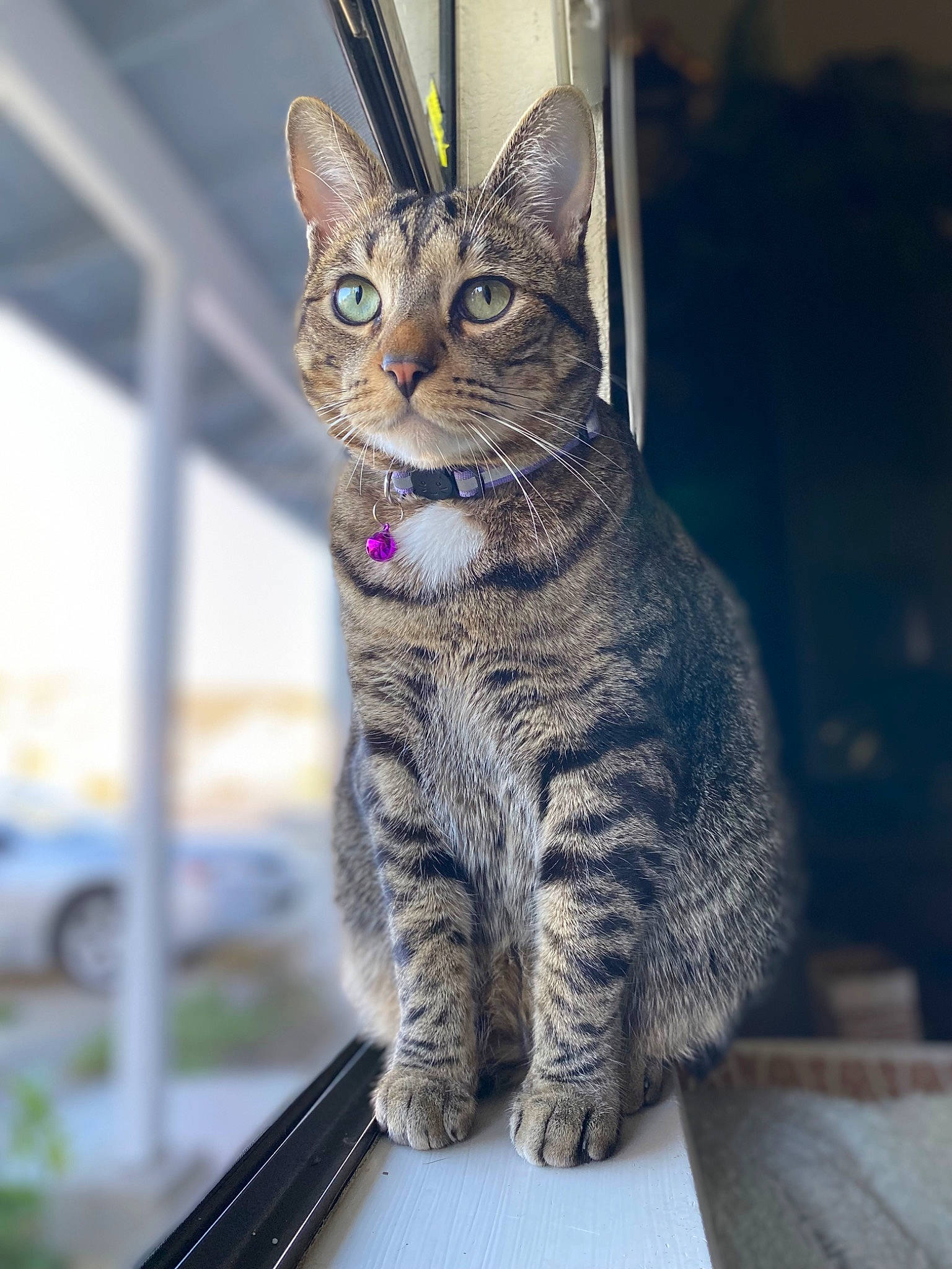 Peanut joined the competition — help win amazing prizes! carnivore, cat, domestic_short_haired_cat, felidae, fur, paw, plant, sitting, small_to_medium_sized_cats, snout, tail, terrestrial_animal, tire, wheel, whiskers, window