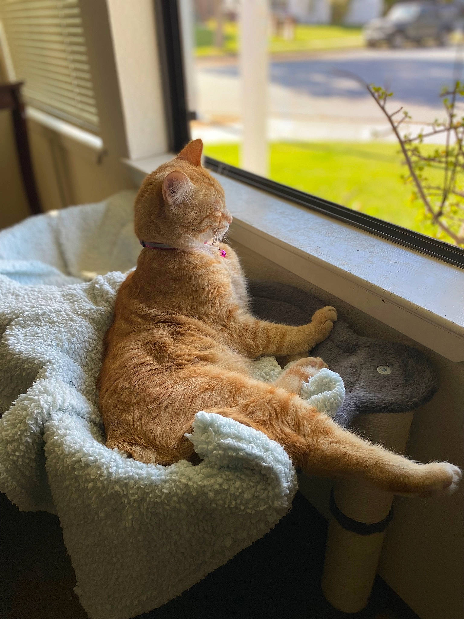 Butter joined the competition — help win amazing prizes! carnivore, cat, chair, comfort, companion_dog, domestic_short_haired_cat, fawn, felidae, fur, human_leg, plant, room, small_to_medium_sized_cats, snout, sporting_group, tail, toy, whiskers, window, wood