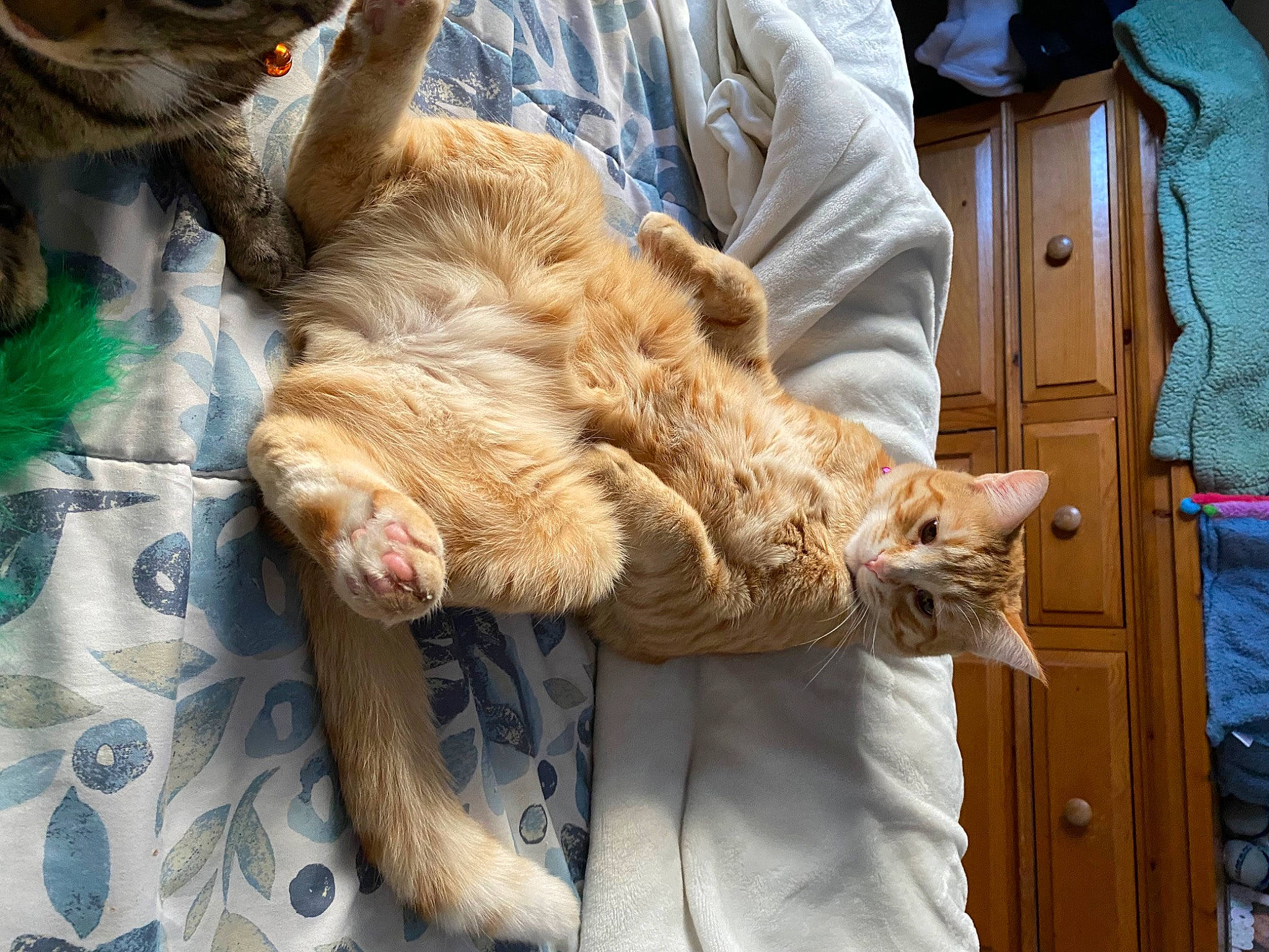 Butter is registered to the contest to win money with this photo: canidae, carnivore, cat, claw, comfort, companion_dog, domestic_short_haired_cat, ear, fawn, felidae, fur, gesture, human_leg, natural_material, small_to_medium_sized_cats, tail, terrestrial_animal, vertebrate, whiskers, wood