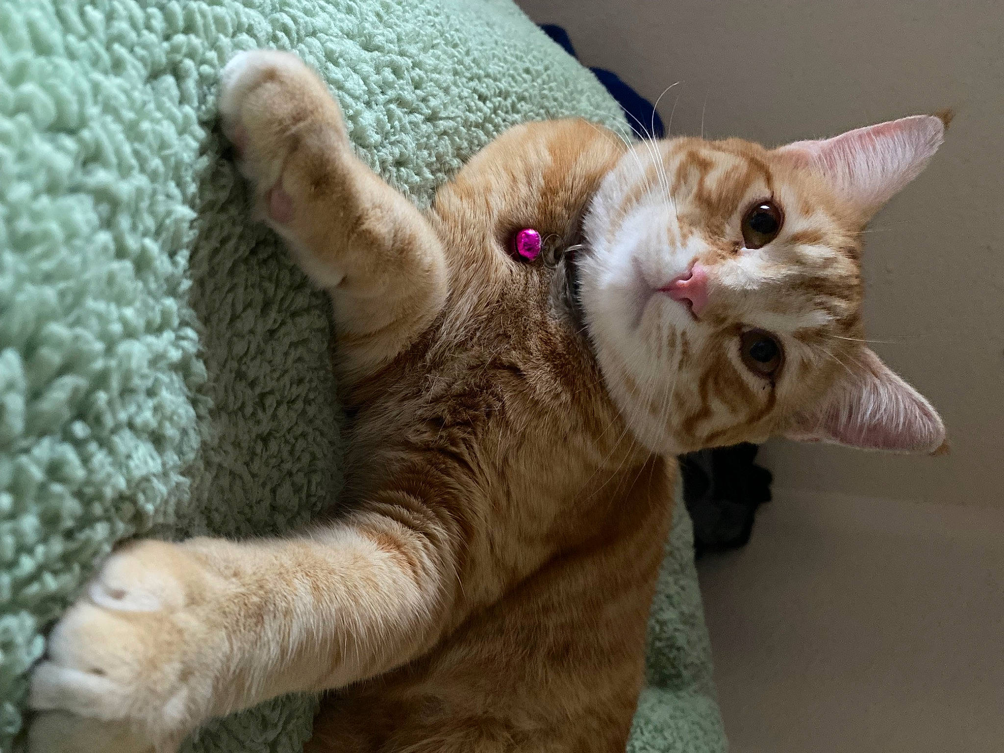 Butter joined the competition — help win amazing prizes! carnivore, cat, claw, domestic_short_haired_cat, fawn, felidae, foot, fur, gesture, nail, paw, small_to_medium_sized_cats, snout, tail, thread, weaving, whiskers, wool, woolen, woven_fabric