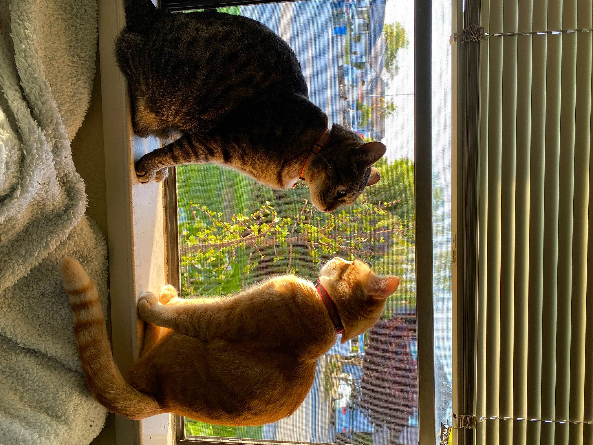 Butter is registered to the contest to win money with this photo: carnivore, cat, domestic_short_haired_cat, fawn, felidae, fur, mammal, organism, pet_supply, plant, small_to_medium_sized_cats, snout, sporting_group, stuffed_toy, tail, terrestrial_animal, textile, toy, vertebrate, whiskers