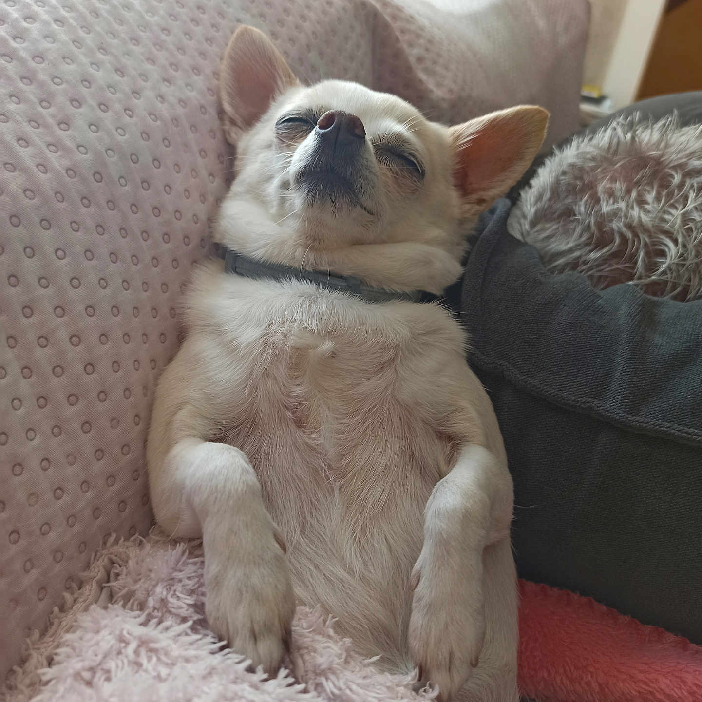 Loona
