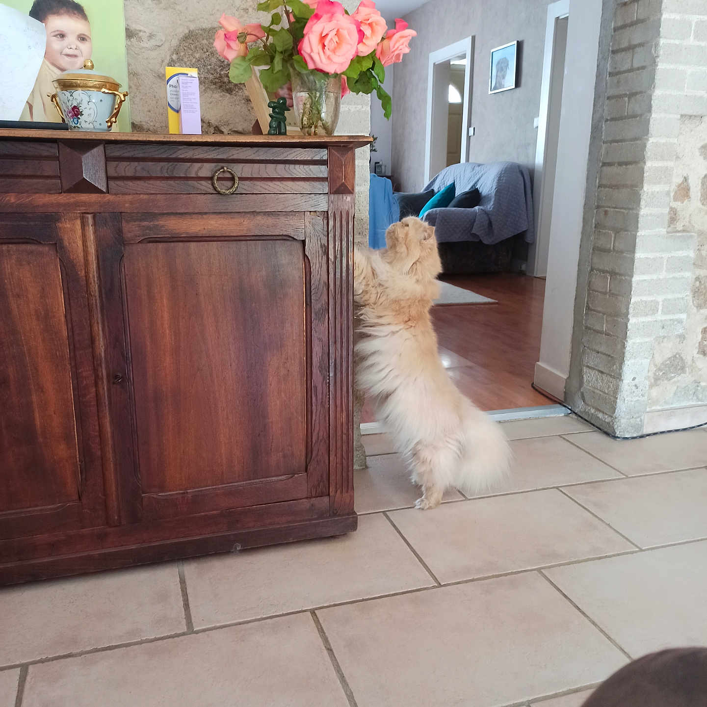 Ice participe au concours pour gagner de l'argent avec cette photo : animal, art, baby, boy, canine, child, dog, flagstone, flower, flowerarrangement, flowerbouquet, hardwood, male, painting, path, person, pet, plant, walkway, wood