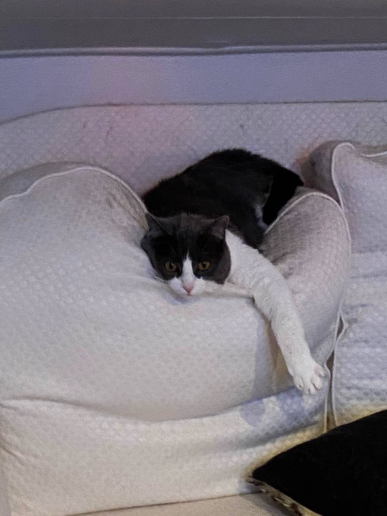 Pupule a rejoint le concours — aidez-le/la à gagner de superbes lots ! bedding, carnivore, cat, cat_bed, cat_supply, comfort, couch, domestic_short_haired_cat, felidae, fur, grey, linens, nap, paw, room, sitting, small_to_medium_sized_cats, tail, whiskers, window