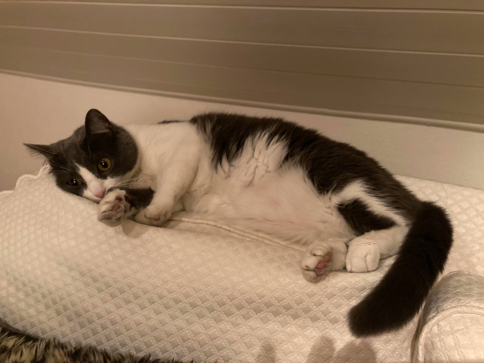 Pupule a rejoint le concours — aidez-le/la à gagner de superbes lots ! carnivore, cat, cat_bed, cat_furniture, cat_supply, comfort, felidae, fur, home_accessories, mammal, pet_supply, small_to_medium_sized_cats, snout, tail, vertebrate, whiskers