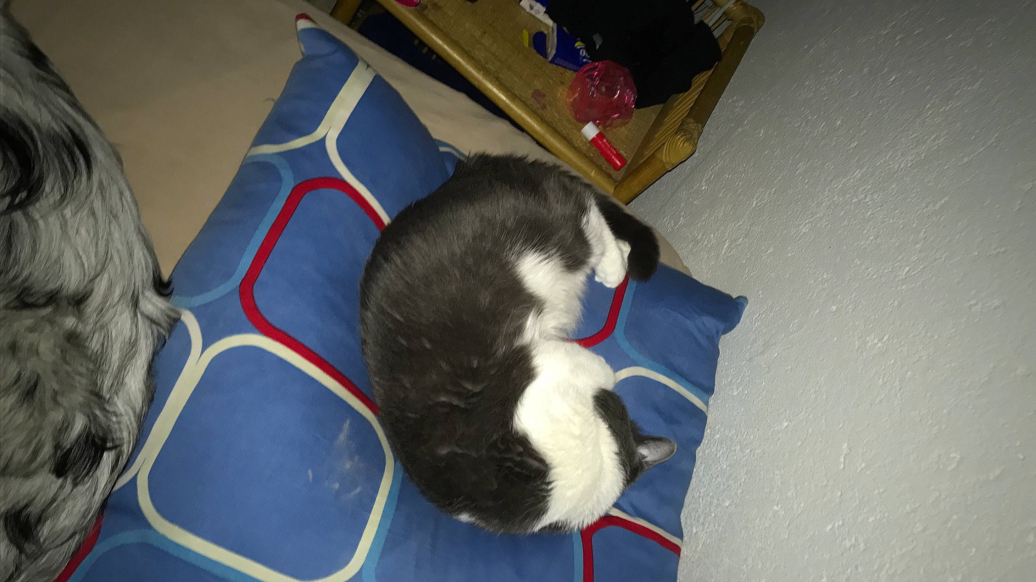 Pupule a rejoint le concours — aidez-le/la à gagner de superbes lots ! bag, canidae, carnivore, cat, comfort, dog_breed, domestic_short_haired_cat, electric_blue, felidae, flooring, fur, hardwood, pet_supply, room, small_to_medium_sized_cats, sporting_group, tail, whiskers