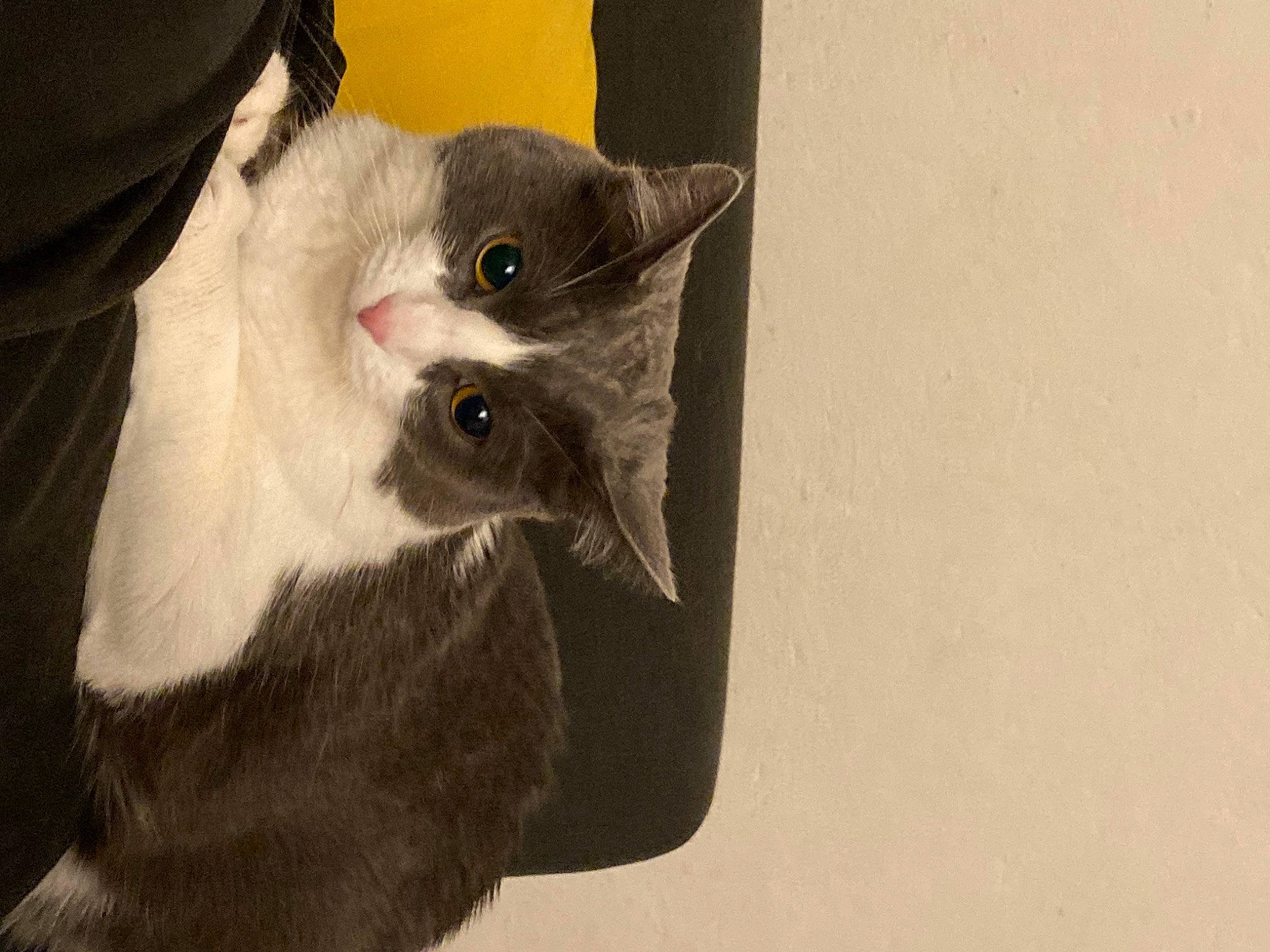 Pupule a rejoint le concours — aidez-le/la à gagner de superbes lots ! black_cat, carnivore, cat, domestic_short_haired_cat, ear, fawn, felidae, formal_wear, fur, grey, monochrome_photography, moustache, small_to_medium_sized_cats, snout, tail, whiskers