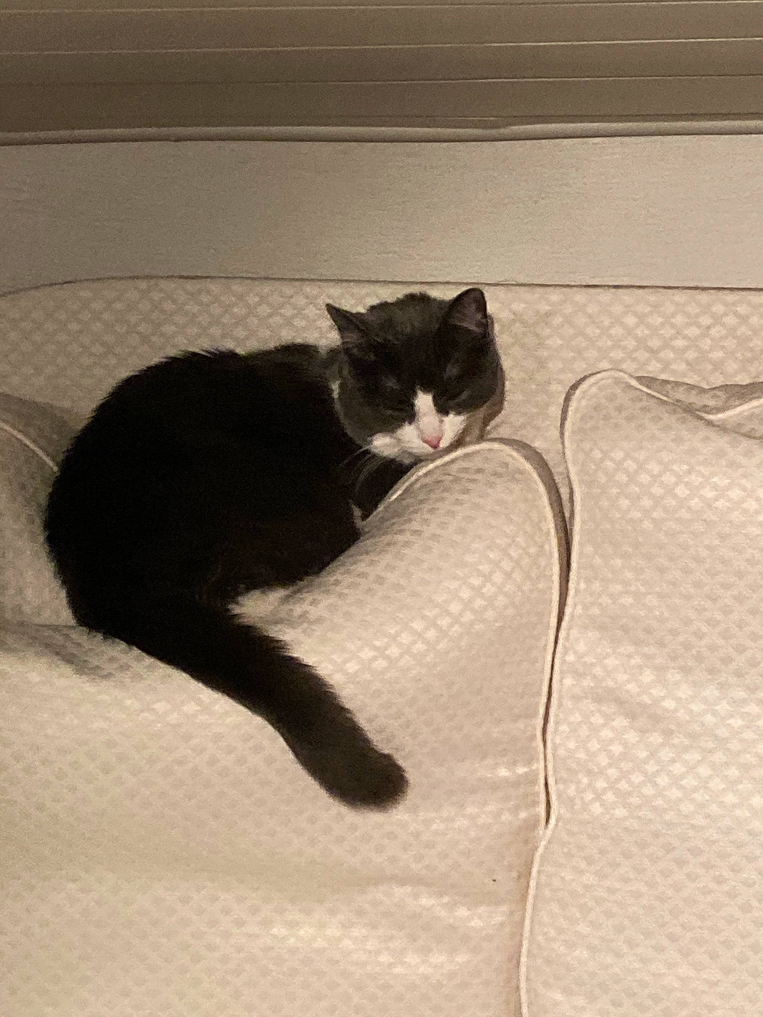 Pupule participe au concours pour gagner de l'argent avec cette photo : carnivore, cat, comfort, domestic_short_haired_cat, felidae, fur, home_accessories, small_to_medium_sized_cats, snout, tail, vertebrate, whiskers