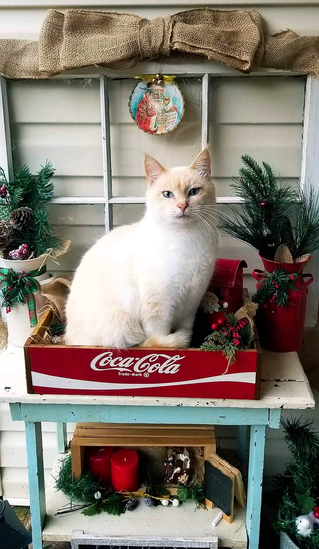 Butter joined the competition — help win amazing prizes! art, carnivore, cat, cat_supply, domestic_short_haired_cat, fawn, felidae, flowerpot, fur, green, home, houseplant, pet_supply, plant, rectangle, small_to_medium_sized_cats, tail, whiskers, white, window