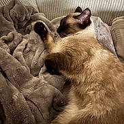 Kiara a rejoint le concours — aidez-le/la à gagner de superbes lots ! cat, siamese_cat, sleeping, blanket, soft, cozy, fur, pet, resting, indoor, closeup, comfort, relaxation, feline, couch, texture, warm, peaceful, animal, mammal
