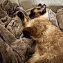 cat, siamese_cat, sleeping, blanket, soft, cozy, fur, pet, resting, indoor, closeup, comfort, relaxation, feline, couch, texture, warm, peaceful, animal, mammal