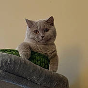 Fumo joined the competition — help win amazing prizes! animal, beige_wall, calm_background, cat, cozy, curious_eyes, cute, domestic_animal, feline, fur, grey_cat, house_pet, indoor, knitted_cushion, paws, perch, pet, relaxed, resting, soft_texture