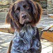 Saïko participe au concours pour gagner de l'argent avec cette photo : dog, brown_dog, long_hair, floppy_ears, beard, sitting, portrait, animal, pet, outdoor, courtyard, stone_wall, stone_floor, wooden_chair, sunlight, shaggy_fur, close_up, looking_at_camera, cute, companion