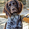 dog, brown_dog, long_hair, floppy_ears, beard, sitting, portrait, animal, pet, outdoor, courtyard, stone_wall, stone_floor, wooden_chair, sunlight, shaggy_fur, close_up, looking_at_camera, cute, companion