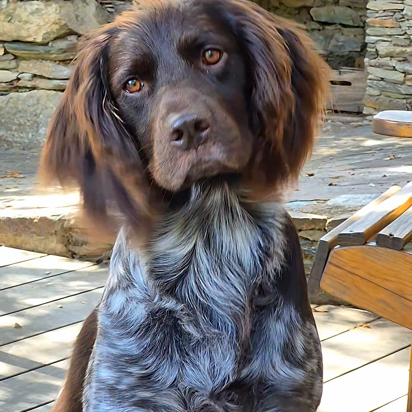 Saïko participe au concours pour gagner de l'argent avec cette photo : dog, brown_dog, long_hair, floppy_ears, beard, sitting, portrait, animal, pet, outdoor, courtyard, stone_wall, stone_floor, wooden_chair, sunlight, shaggy_fur, close_up, looking_at_camera, cute, companion