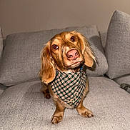 Simba is registered to the contest to win money with this photo: dog, pet, brown_dog, long_ears, floppy_ears, sitting, couch, indoor, portrait, bandana, plaid, wearing_clothes, animal, canine, brown_fur, pink_nose, looking_at_camera, cute, home, furniture