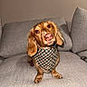 dog, pet, brown_dog, long_ears, floppy_ears, sitting, couch, indoor, portrait, bandana, plaid, wearing_clothes, animal, canine, brown_fur, pink_nose, looking_at_camera, cute, home, furniture
