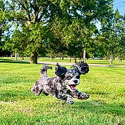 Theo is registered to the contest to win money with this photo: blue_eyes, canine, daylight, dog, ears, energy, fur, grass, grass_field, happy, joy, motion, nature, outdoor, park, pet, playful, running, summer, tongue