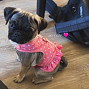 Bonnie is registered to the contest to win money with this photo: pug, puppy, dog, pink_dress, polka_dots, floor, wooden_floor, backpack, indoor, pet, cute, small_dog, looking_up, sitting, table_legs, adorable, animal, young_dog, domestic_animal, playful