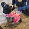 pug, puppy, dog, pink_dress, polka_dots, floor, wooden_floor, backpack, indoor, pet, cute, small_dog, looking_up, sitting, table_legs, adorable, animal, young_dog, domestic_animal, playful