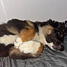 dog, resting, curled_up, paw, fur, bed, quilt, blanket, indoor, pet, animal, sleepy, relaxed, brown_fur, white_fur, black_fur, canine, companion, cute, cozy