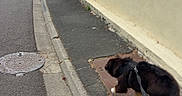 Bredzel a rejoint le concours — aidez-le/la à gagner de superbes lots ! dog, leash, sidewalk, street, suburban, wall, pavement, road, outdoor, canine, walking, quiet, evening, urban, curb, manhole_cover, residential, sky, building, tree