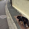 dog, leash, sidewalk, street, suburban, wall, pavement, road, outdoor, canine, walking, quiet, evening, urban, curb, manhole_cover, residential, sky, building, tree