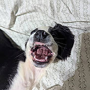 Snoopy joined the competition — help win amazing prizes! dog, black_and_white, pet, teeth, mouth_open, bedspread, pattern, lying_down, playful, close_up, fur, canine, animal, whiskers, nose, sleeping_area, indoor, cute, expression, tongue