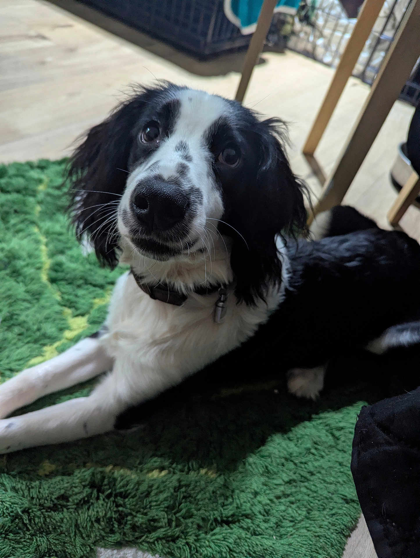 Snoopy joined the competition — help win amazing prizes! dog, black_and_white, pet, indoor, curious, fluffy_rug, green_rug, collar, canine, laying_down, looking_up, fur, whiskers, ears, floor, wooden_floor, animal, domestic_animal, companion, household