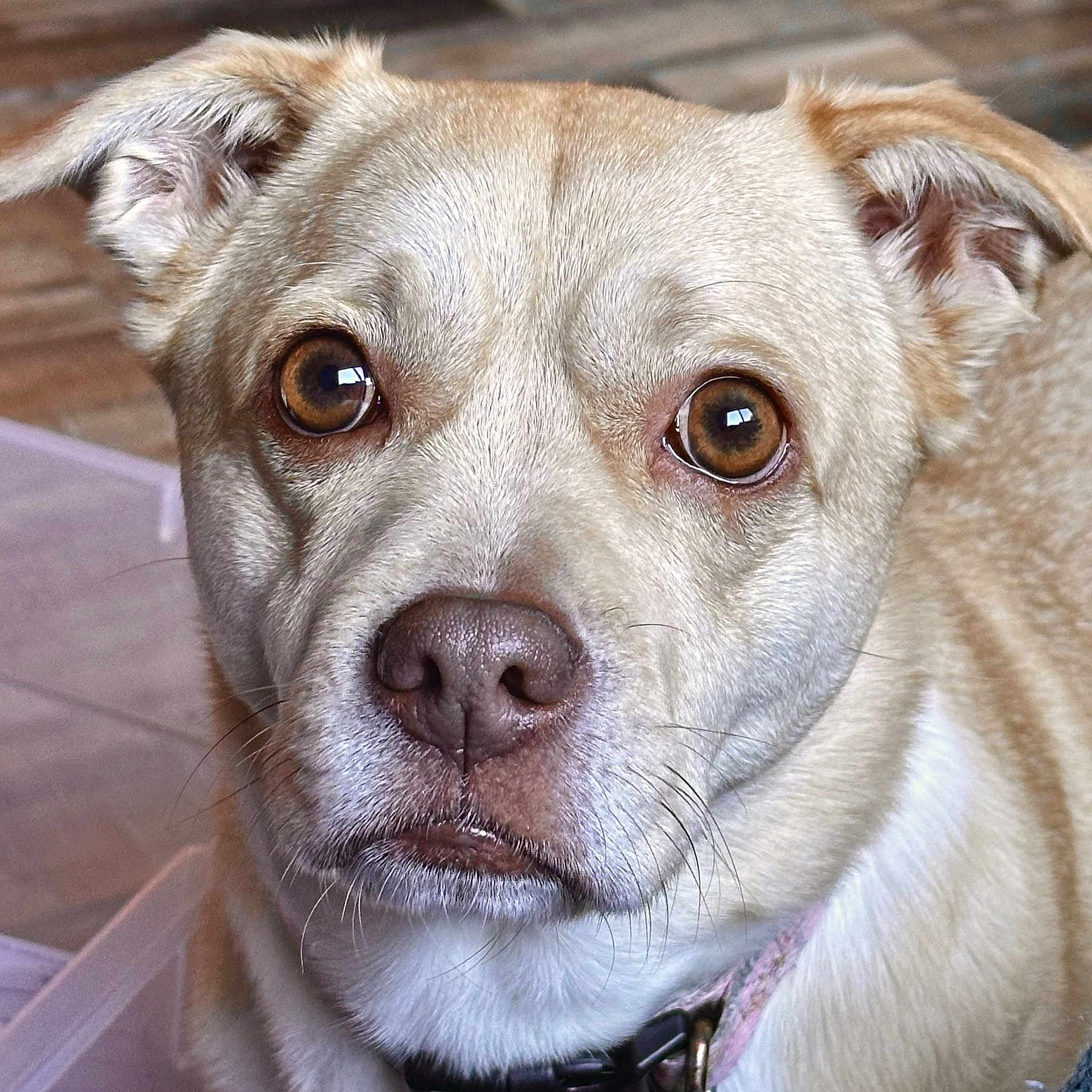 Zoe is registered to the contest to win money with this photo: animal_face, brown_eyes, calm, canine, close_up, collar, companion, curious, dog, domestic_animal, ears, fur_texture, indoor, looking_at_camera, muzzle, pet, portrait, snout, tan_fur, whiskers