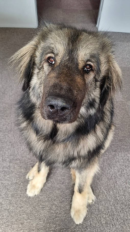 Rezza participe au concours pour gagner de l'argent avec cette photo : ancient_dog_breeds, automotive_tire, canidae, carnivore, companion_dog, dog, dog_breed, fur, paw, snout, sporting_group, street_dog, terrestrial_animal, whiskers, working_animal, working_dog