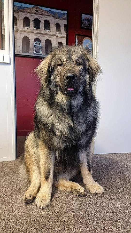 Rezza a rejoint le concours — aidez-le/la à gagner de superbes lots ! ancient_dog_breeds, canidae, carnivore, companion_dog, dog, dog_breed, door, fur, herding_dog, snout, sporting_group, window, working_dog