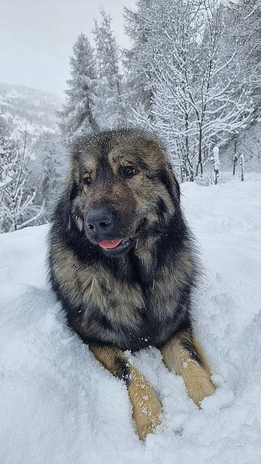 Rezza participe au concours pour gagner de l'argent avec cette photo : ancient_dog_breeds, canidae, carnivore, caucasian_shepherd_dog, companion_dog, dog, dog_breed, freezing, fur, giant_dog_breed, livestock_guardian_dog, sky, snow, sporting_group, tree, winter, working_dog