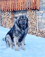 Rezza a rejoint le concours — aidez-le/la à gagner de superbes lots ! ancient_dog_breeds, automotive_tire, canidae, carnivore, companion_dog, dog, dog_breed, dog_supply, electric_blue, event, fence, fur, rim, snout, snow, sporting_group, terrestrial_animal, winter, working_animal, working_dog