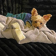 Rex is registered to the contest to win money with this photo: blanket, blue_sweater, companion, couch, cozy, curious, cute, dog, ears_up, fur, furniture, indoor, pet, relaxed, resting, small_dog, snuggled, soft, textured, warm