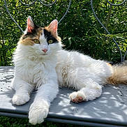 Nina a rejoint le concours — aidez-le/la à gagner de superbes lots ! cat, calico, fluffy, animal, pet, outdoor, bench, greenery, sunlight, fur, whiskers, relaxed, nature, garden, metal, paw, tail, face, yellow_eyes, cute