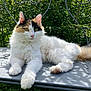 cat, calico, fluffy, animal, pet, outdoor, bench, greenery, sunlight, fur, whiskers, relaxed, nature, garden, metal, paw, tail, face, yellow_eyes, cute