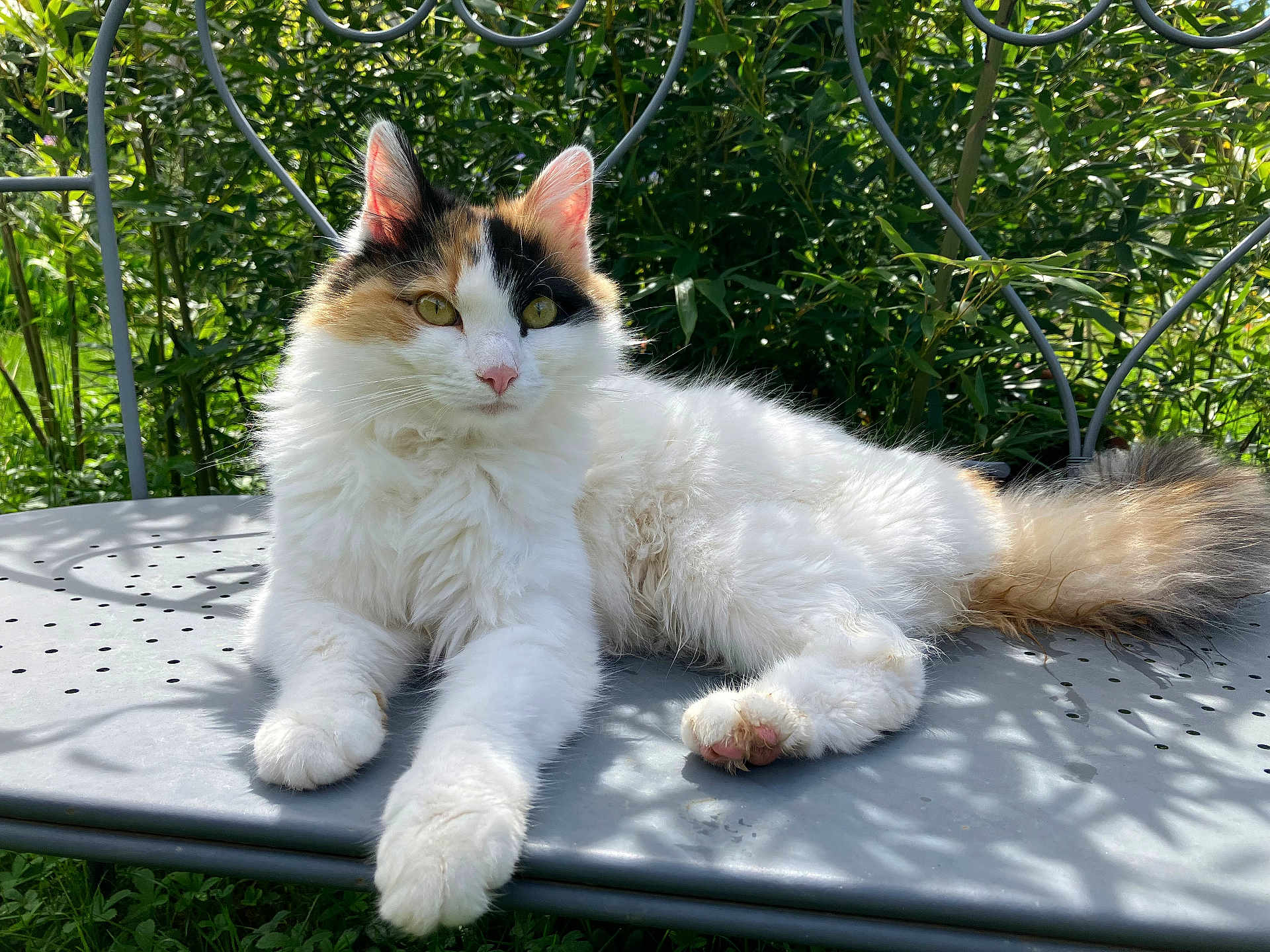 Nina a rejoint le concours — aidez-le/la à gagner de superbes lots ! cat, calico, fluffy, animal, pet, outdoor, bench, greenery, sunlight, fur, whiskers, relaxed, nature, garden, metal, paw, tail, face, yellow_eyes, cute