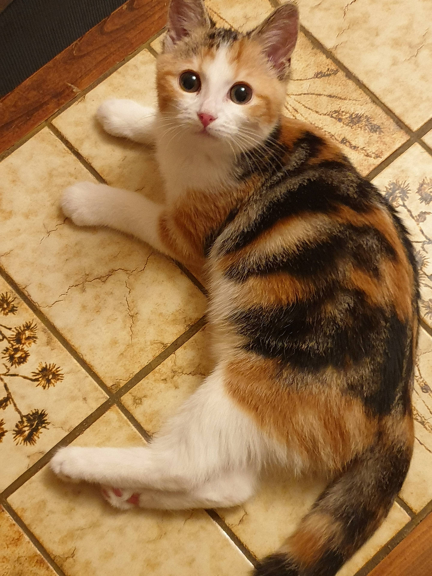 Chouquette participe au concours pour gagner de l'argent avec cette photo : abyssinian, accessories, angora, animal, brick, cat, hardwood, indoors, interiordesign, kitten, manx, person, pet, plywood, siamese, slate, sleeping, strap, tile, wood