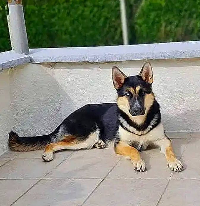 Rostie a rejoint le concours — aidez-le/la à gagner de superbes lots ! ancient_dog_breeds, canidae, carnivore, collar, companion_dog, dog, dog_breed, flooring, herding_dog, paw, pet_supply, road_surface, sharing, terrestrial_animal, working_animal, working_dog