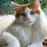 Thor joined the competition — help win amazing prizes! cat, fluffy, white, orange, green_eyes, window, plants, indoor, animal, pet, relaxed, feline, closeup, portrait, whiskers, ears, fur, natural_light, sitting, cozy