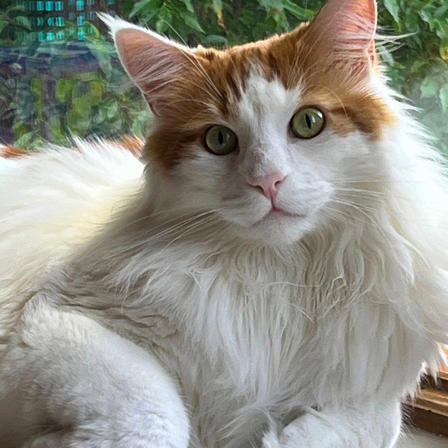 Thor joined the competition — help win amazing prizes! cat, fluffy, white, orange, green_eyes, window, plants, indoor, animal, pet, relaxed, feline, closeup, portrait, whiskers, ears, fur, natural_light, sitting, cozy