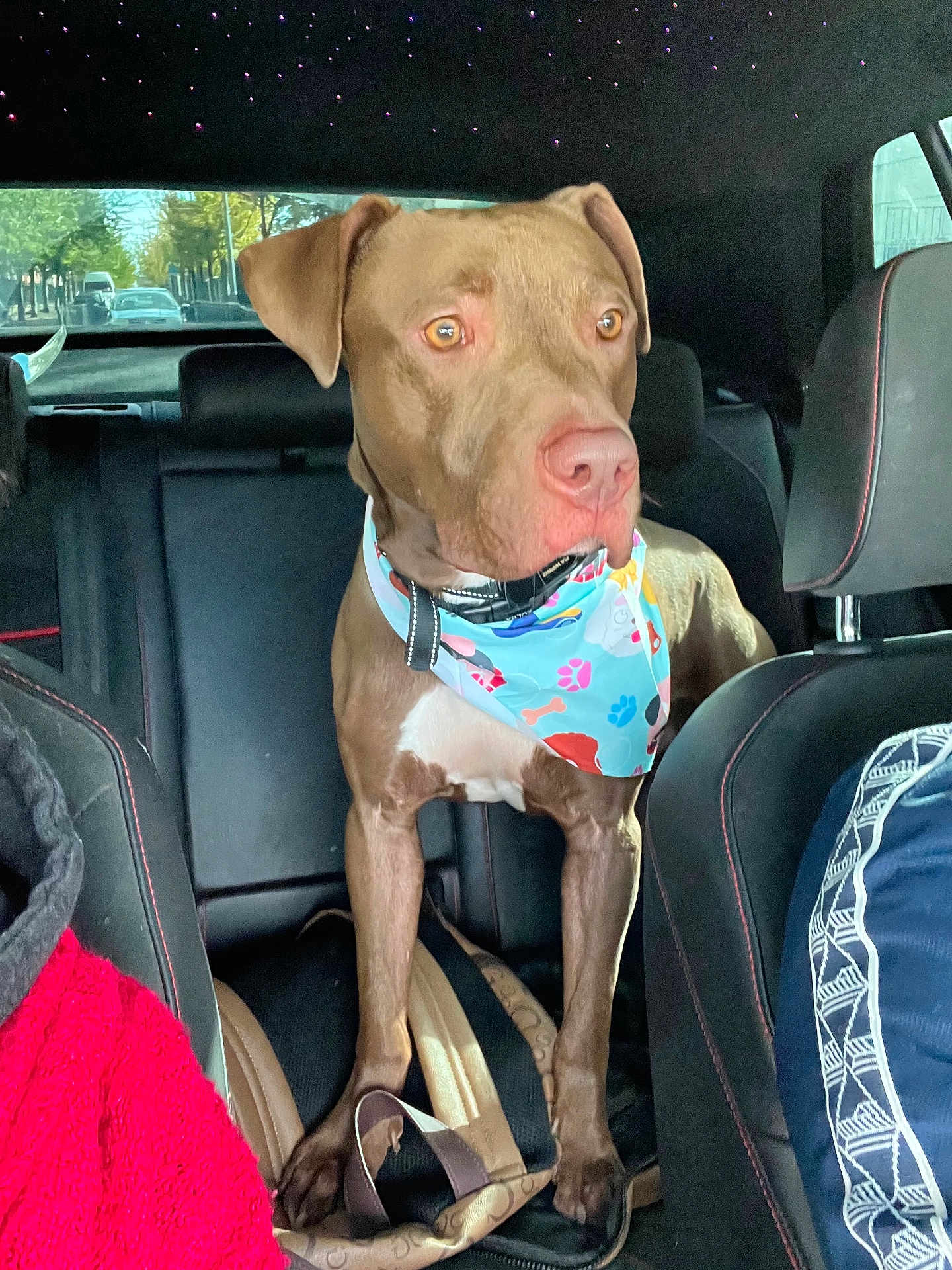 Yveul participe au concours pour gagner de l'argent avec cette photo : dog, brown_dog, bandana, car_interior, seat, window, bag, pet, animal, alert, standing, road, trees, daylight, collar, backseat, leather_seat, vehicle, transportation, looking_out